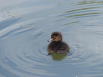 FZ006354 Tufted duckling (Aythya fuligula).jpg